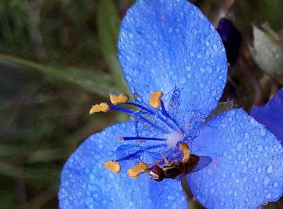 [This flower has three purple petals with rounded edges and yellow-tipped purple stamen. The petals have many tiny dots where the water is evaporating. This very close view chops off the outer edges of all the petals. There is a brown-eyed fly attached to the underside of one of the stamen. this fly is small enough to be shorter than the stamen of this not very larger flower.]